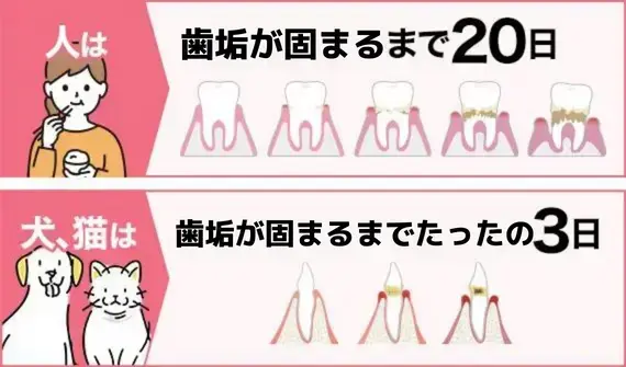 犬、猫は固まるまでたったの3日